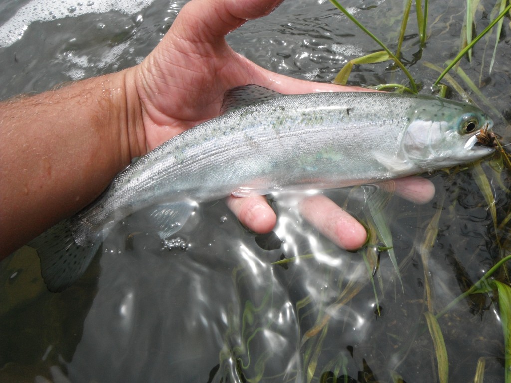 Yearling Chrome