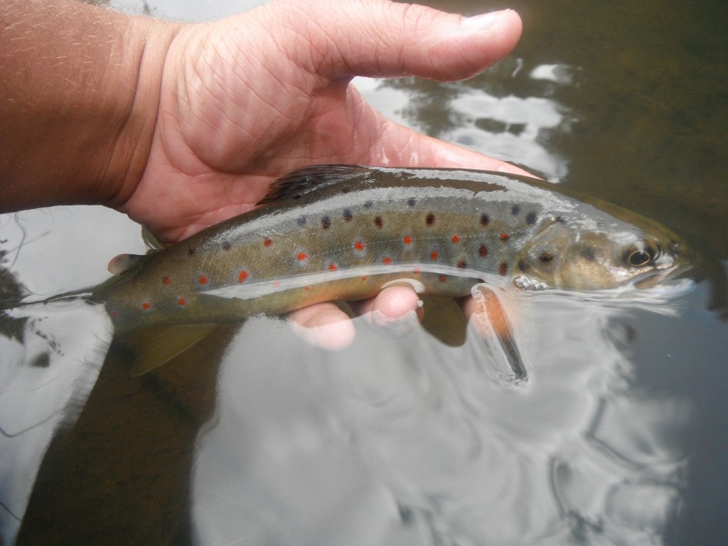 Small Stream Brown Trout