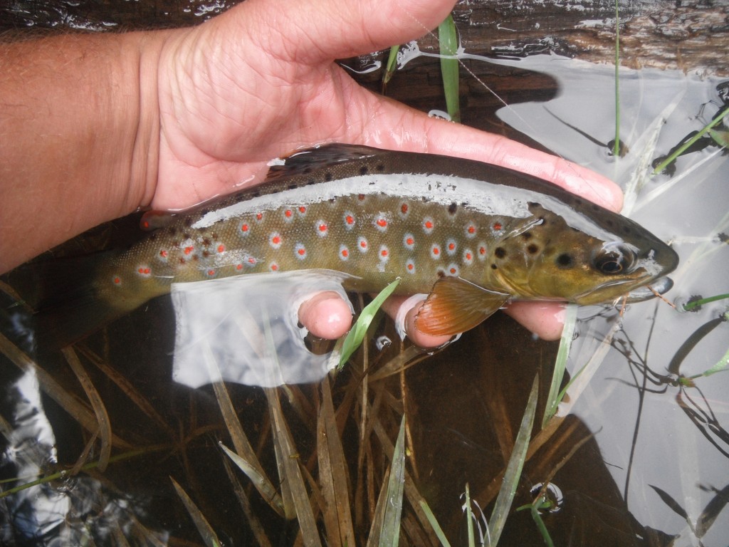 Brown Trout