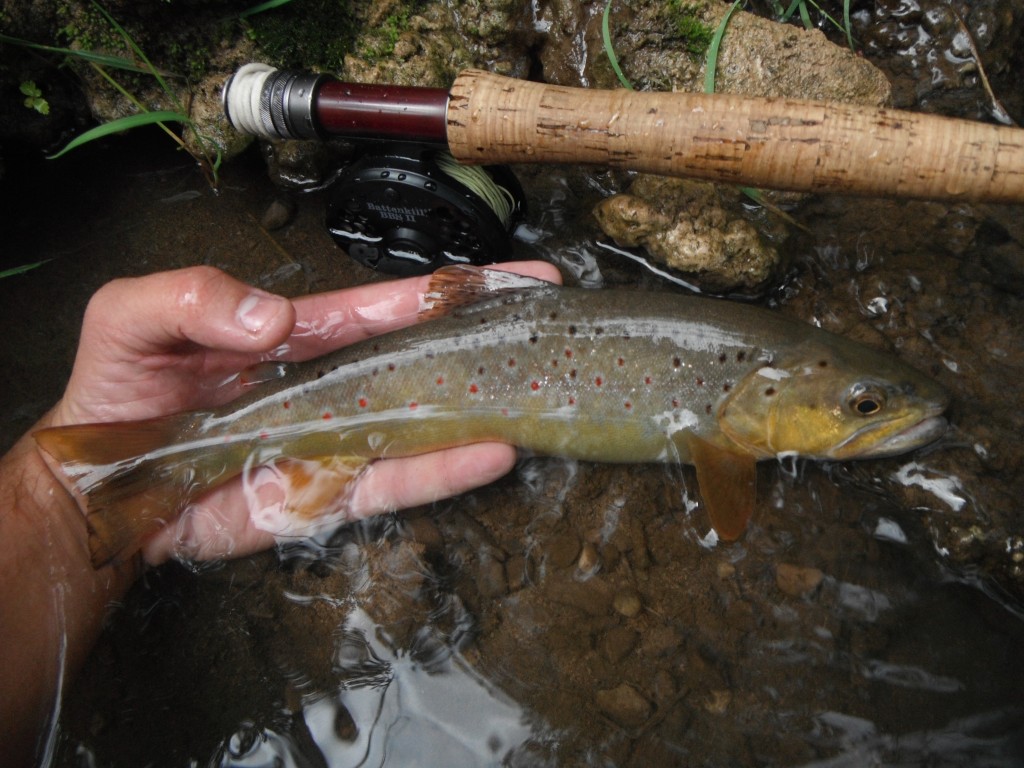 Fly Fishing Arizona: Spring Backpacking (Day 1) - Arizona WanderingsArizona  Wanderings