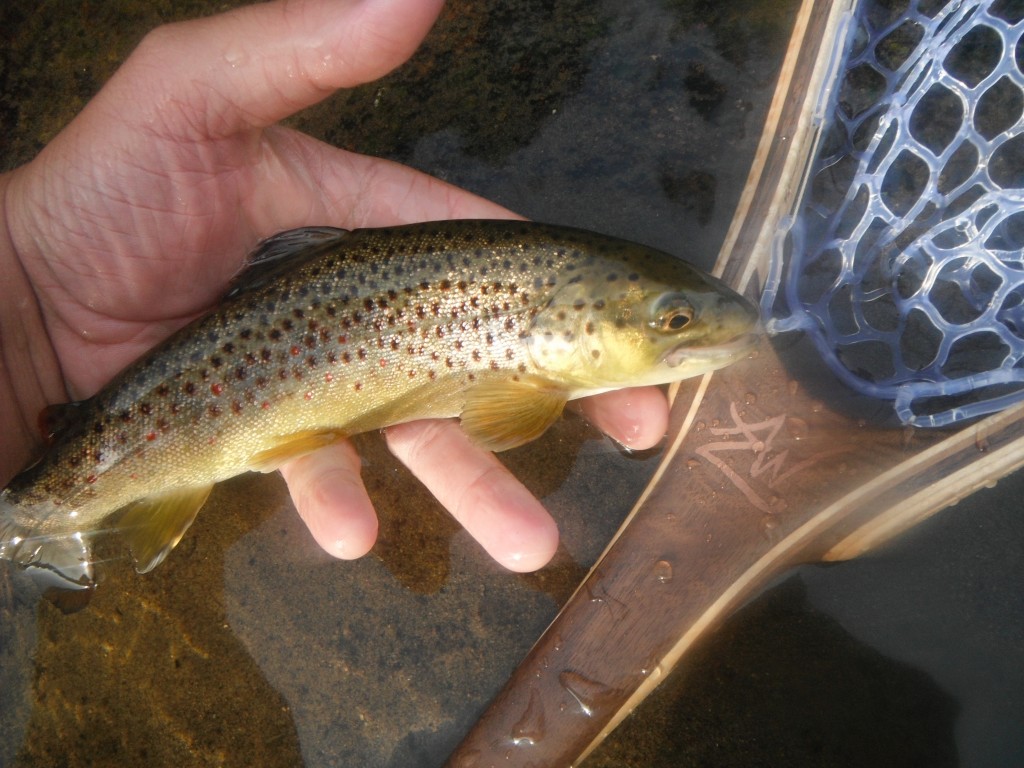 Brown Trout and Sierra Net