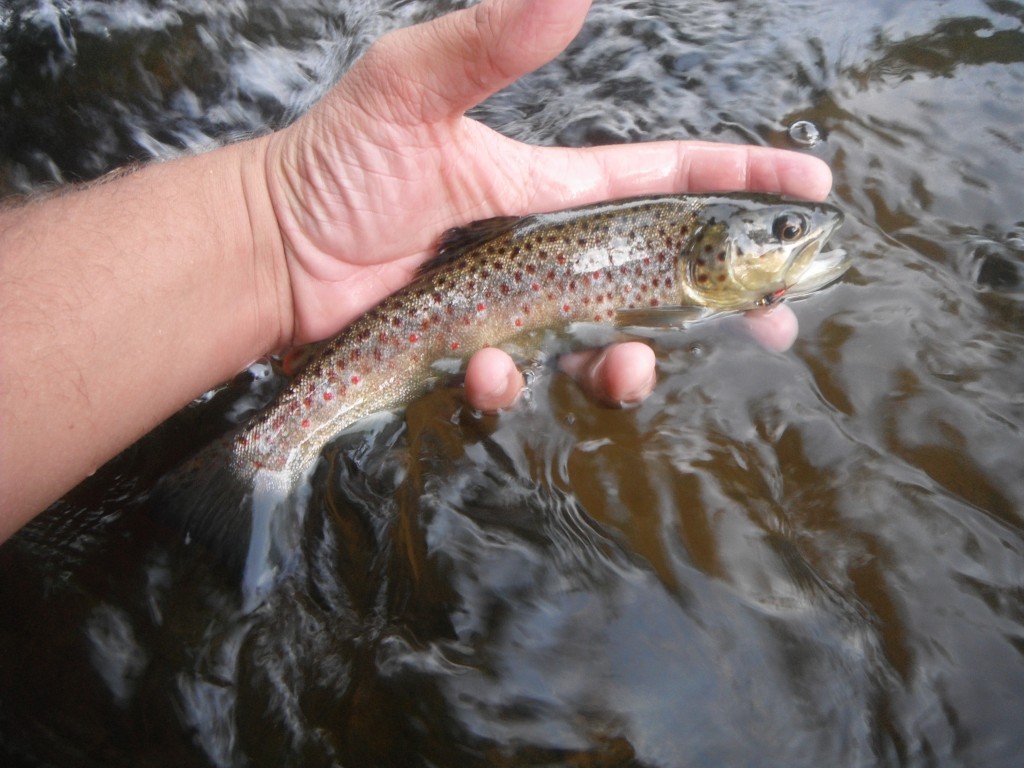 Brown and Copper