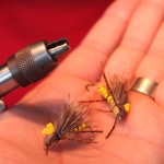 Splashy-thing Stonefly