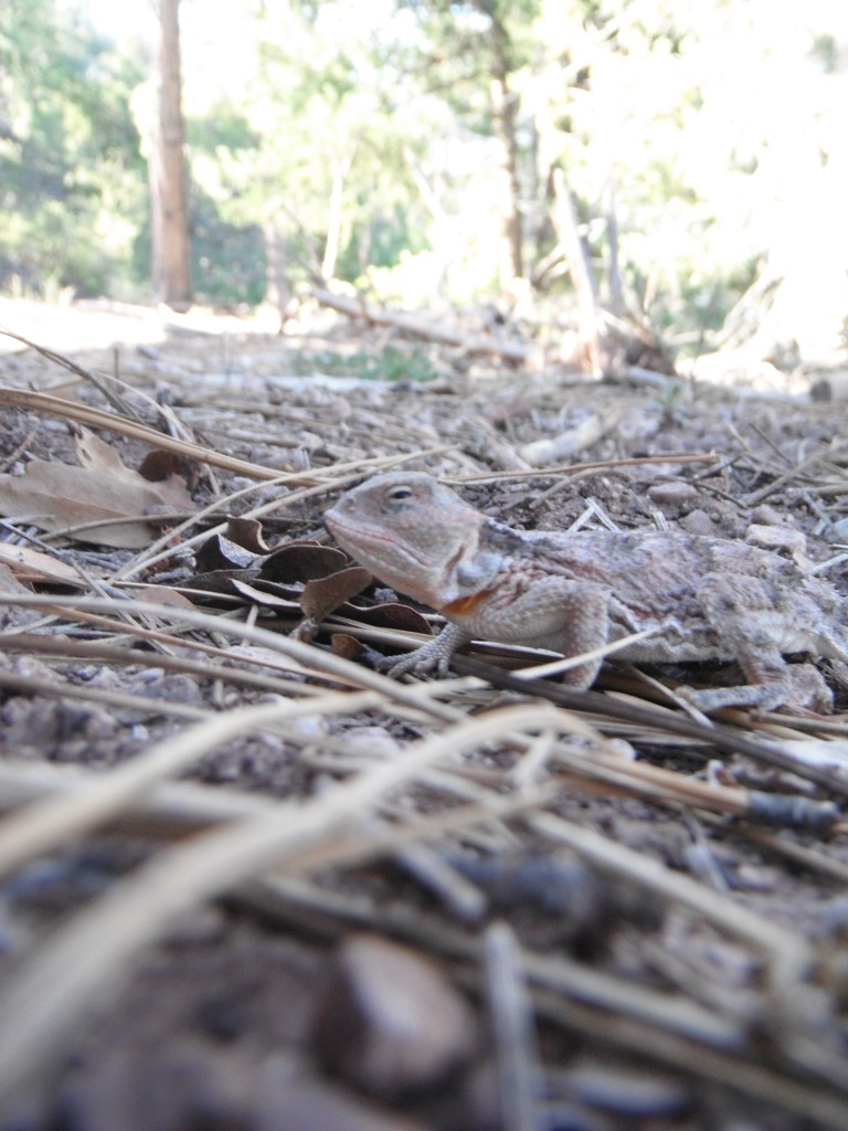 Horny Toad