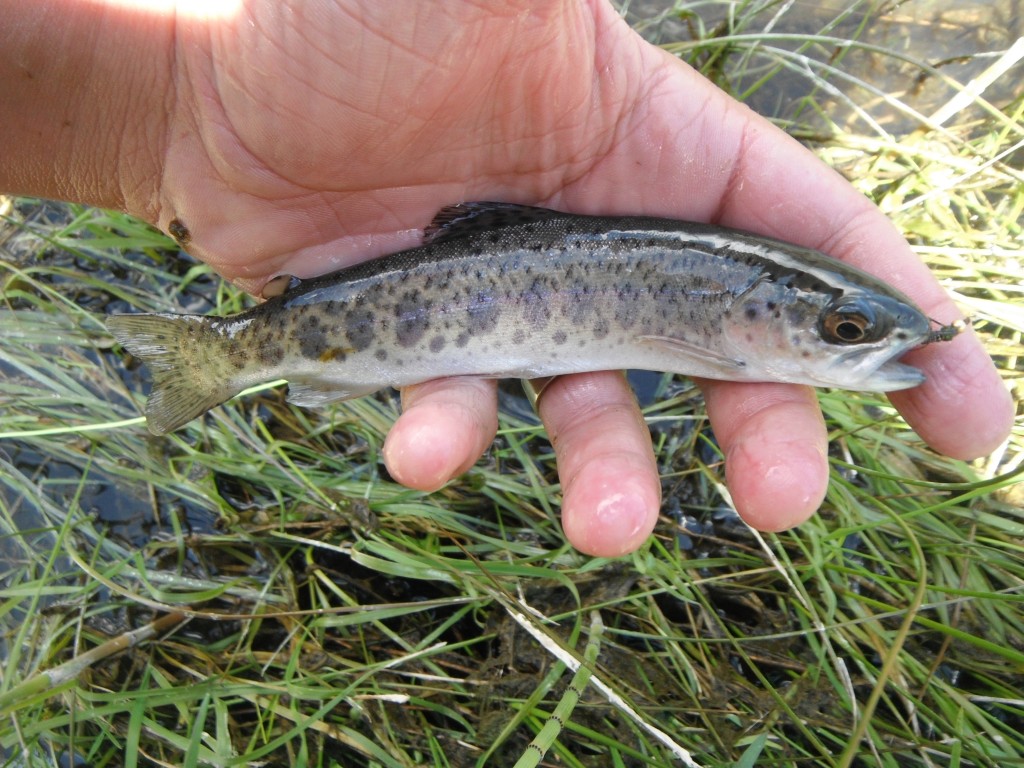 Rainbow and Pheasant Tail