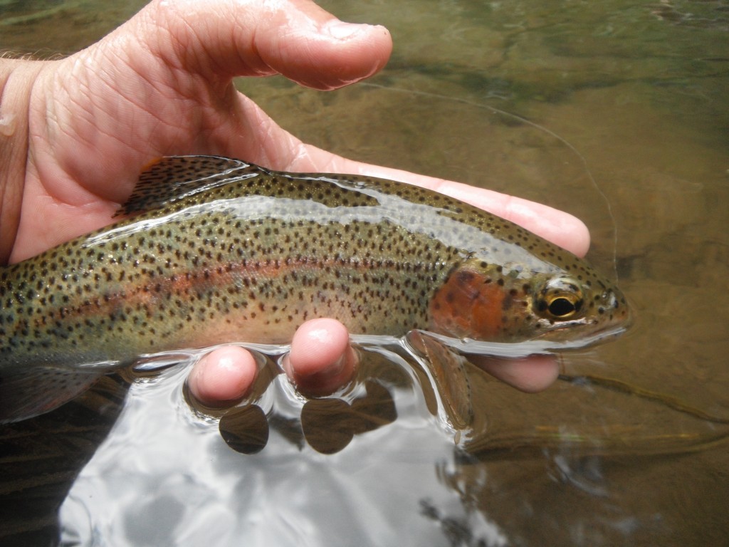 Fly Fishing Small Streams E-book - Arizona WanderingsArizona Wanderings