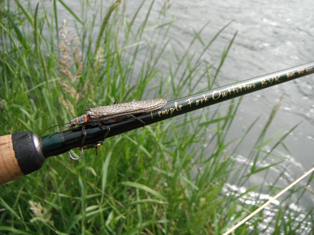 Rambling Review – Temple Fork Outfitters BVK Fly Rod - Arizona