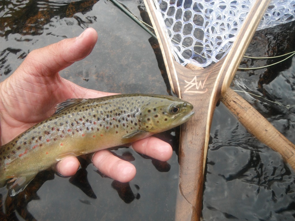 The AZW Sierra Net with Ausable Brown