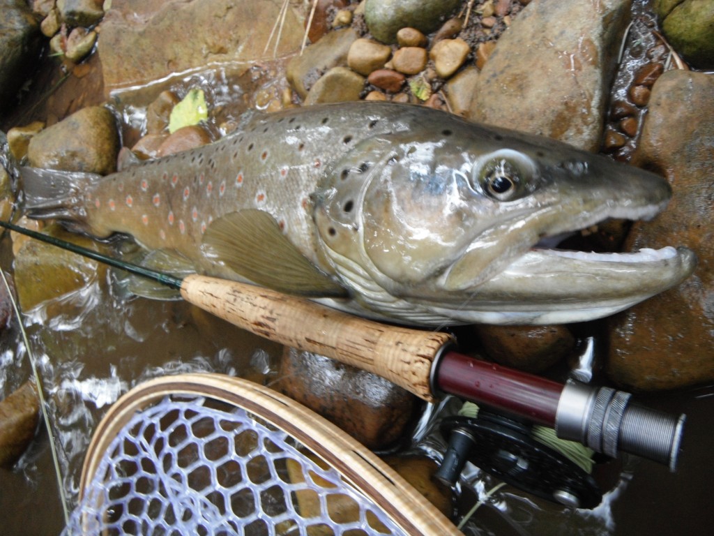 AZ Brown Trout