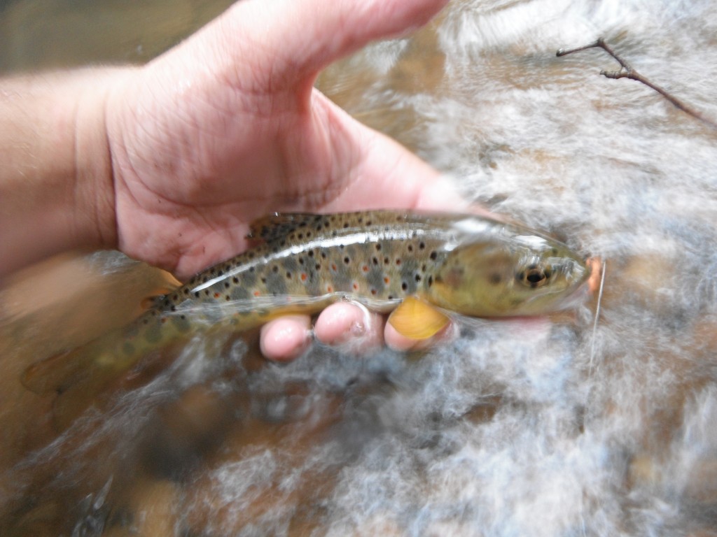 Brown Trout