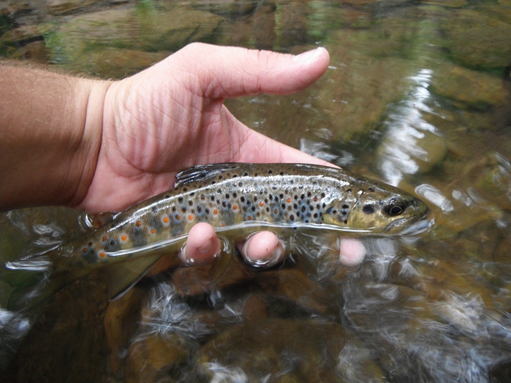 Brown Trout 