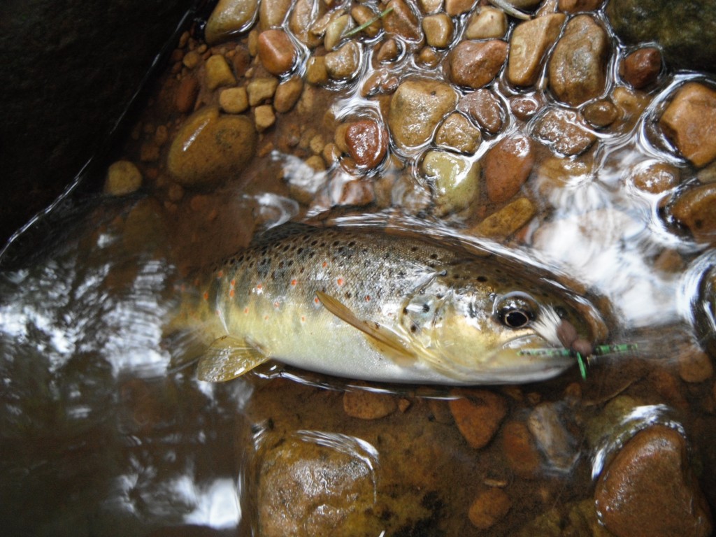 Brown Trout