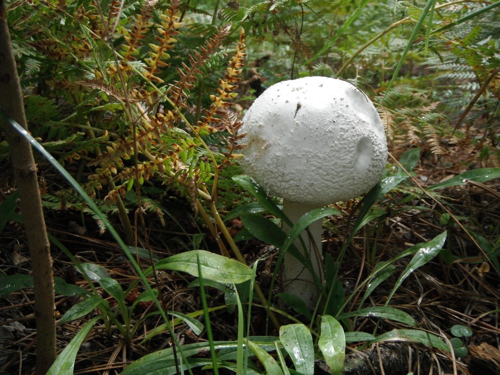 Forest Floor