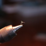 A #24 KF Emerger firmly in the Dyna-King Kingfisher midge jaws