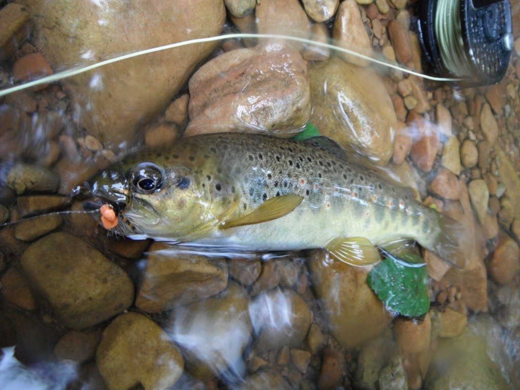 Small Stream Brown