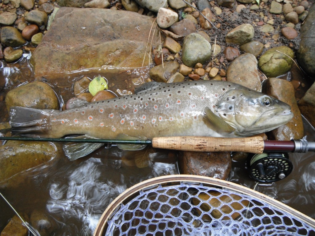 Small Stream Brown