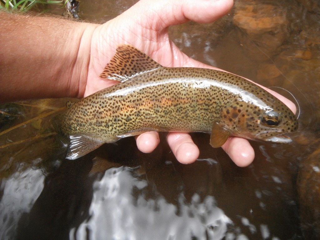 Rim Rainbow