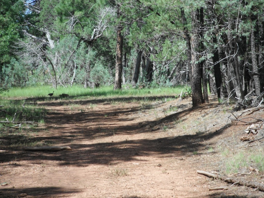 Hunting Stands and Thunderstorms - Arizona WanderingsArizona Wanderings