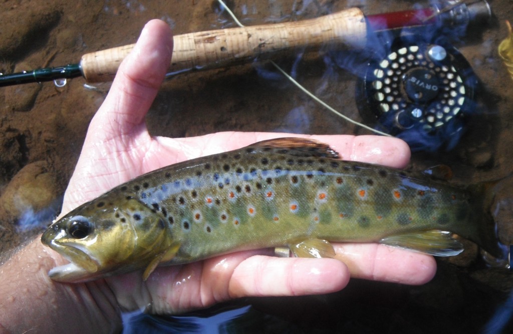 Wild Brown Trout