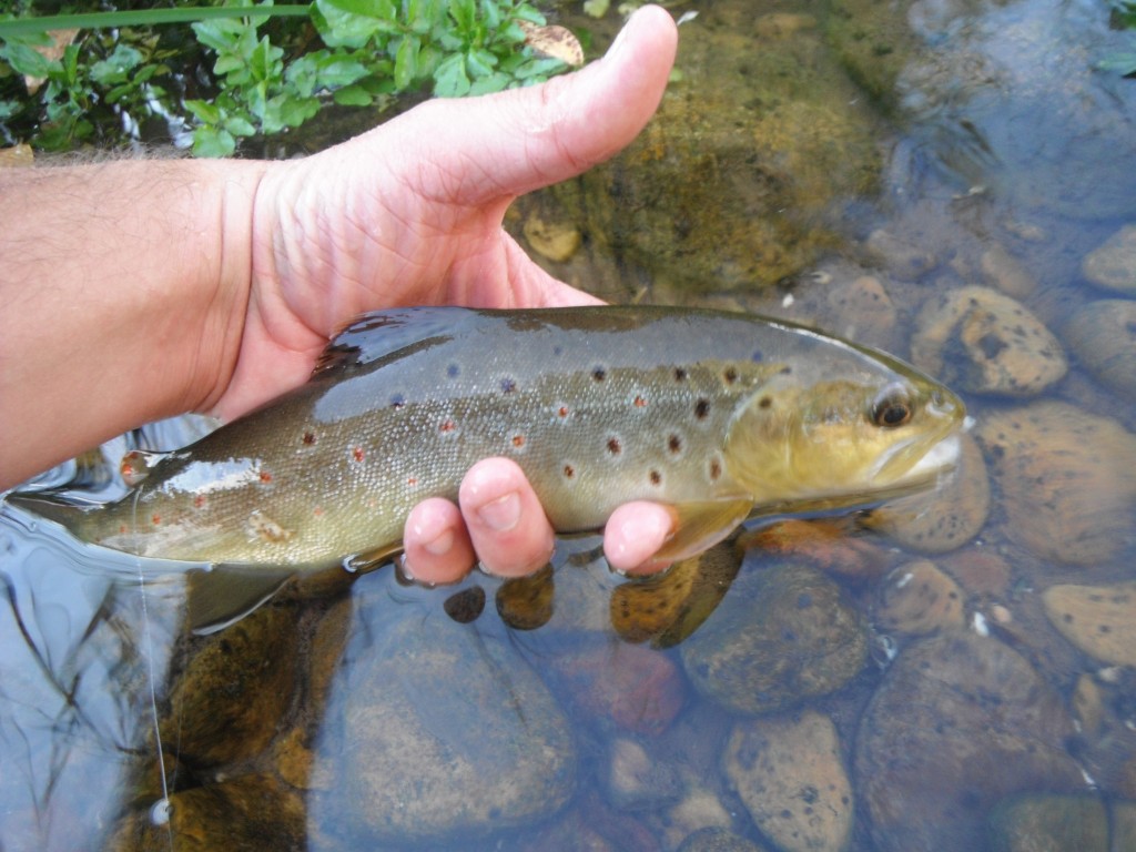 Brown Trout