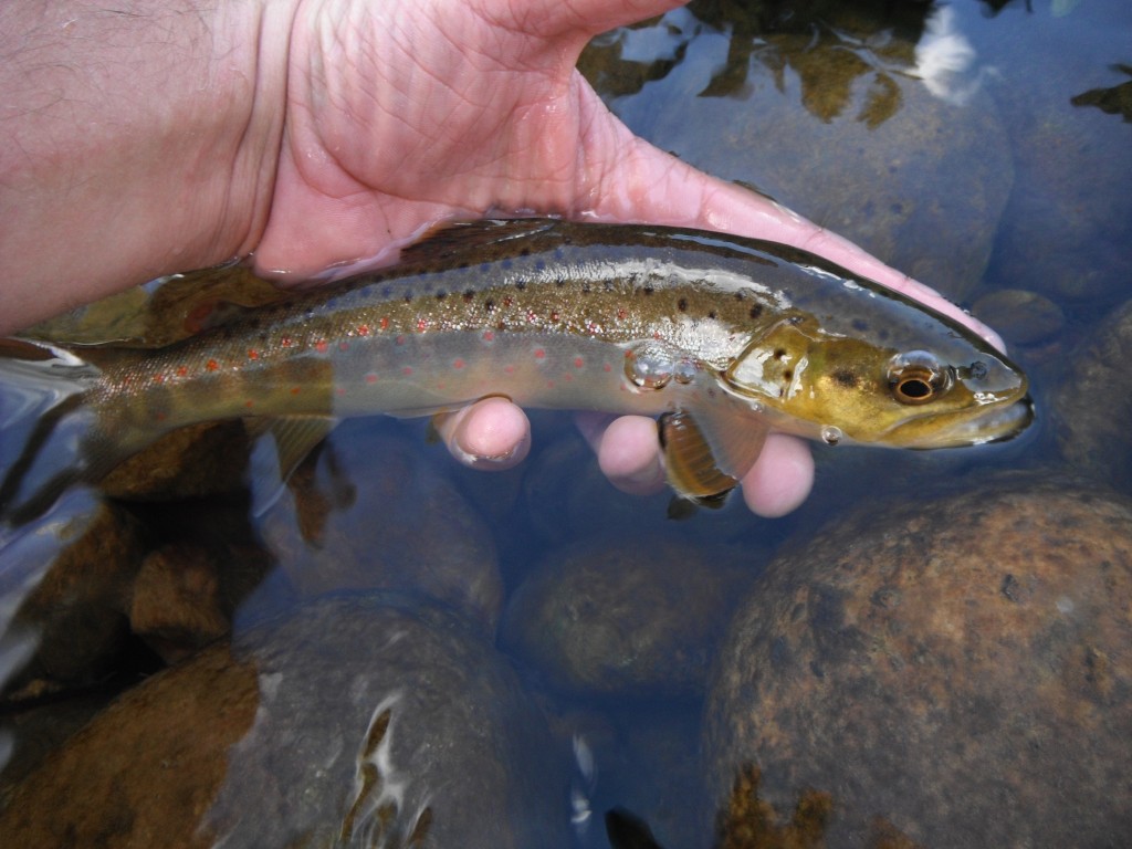 Small Stream Brown Trout
