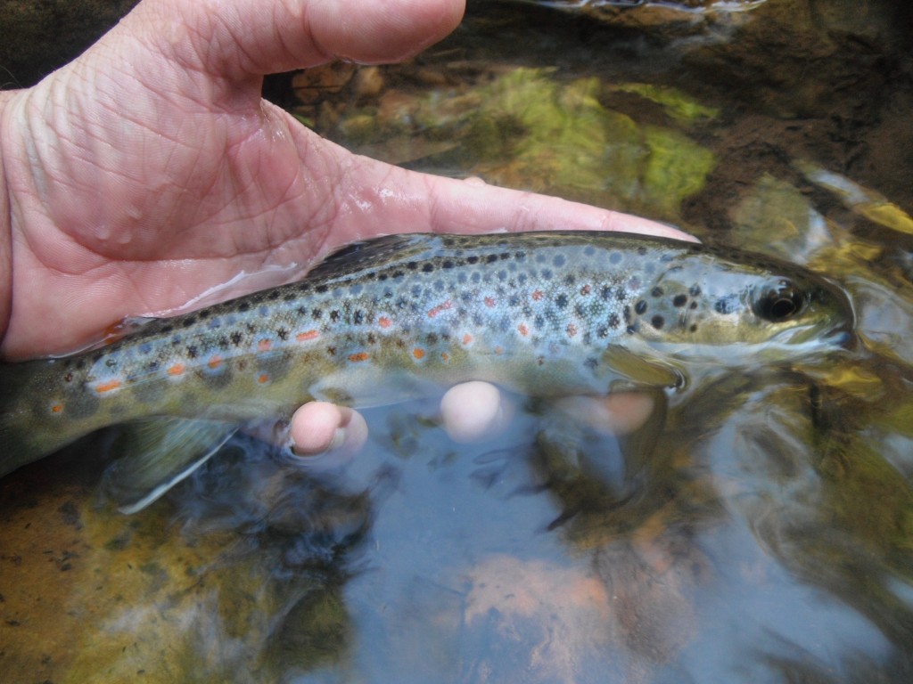 Small Creek Brown