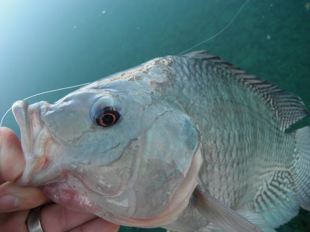 Tilapia