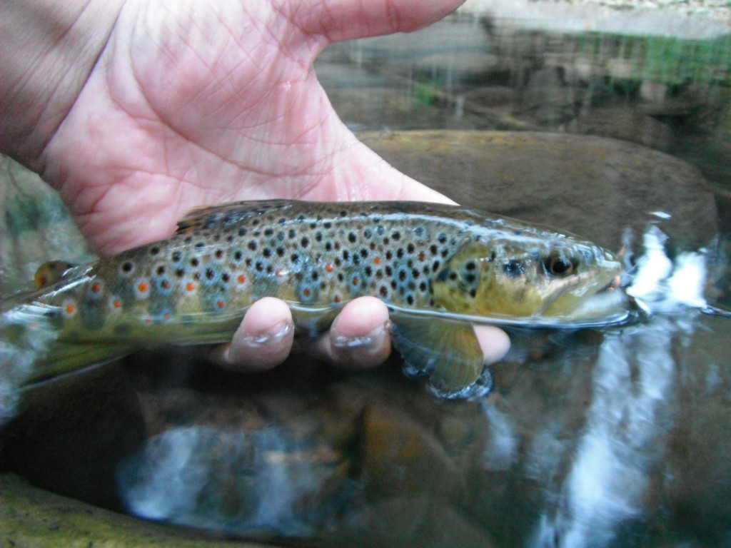 Browns, browns, and more browns...