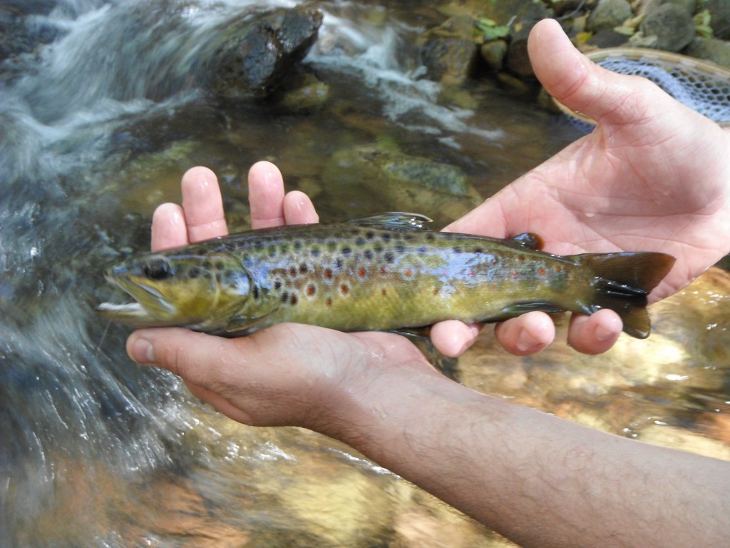 Arizona Brown Trout