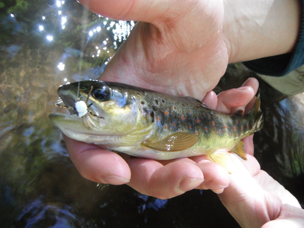 Browns and Mini-hoppers