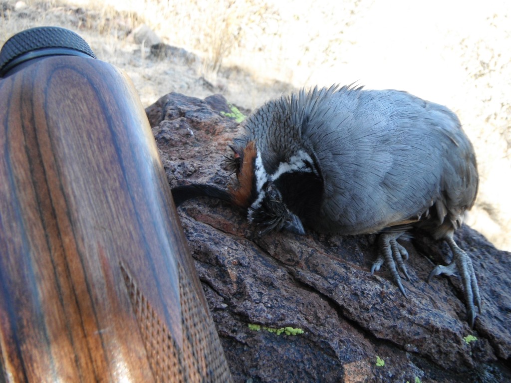 Gambel's Quail