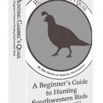 Hunting Gambel's Quail