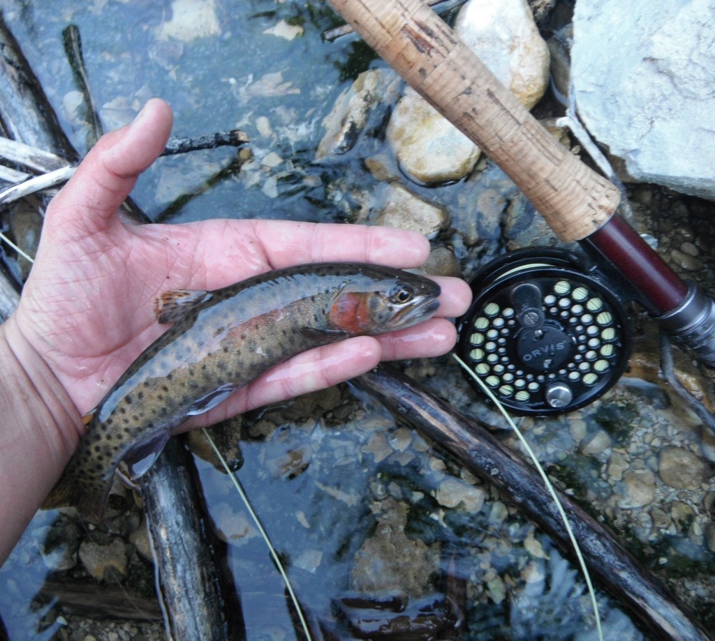 Lahontan Cutthroat Trout