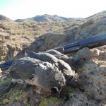 Gambel's Quail