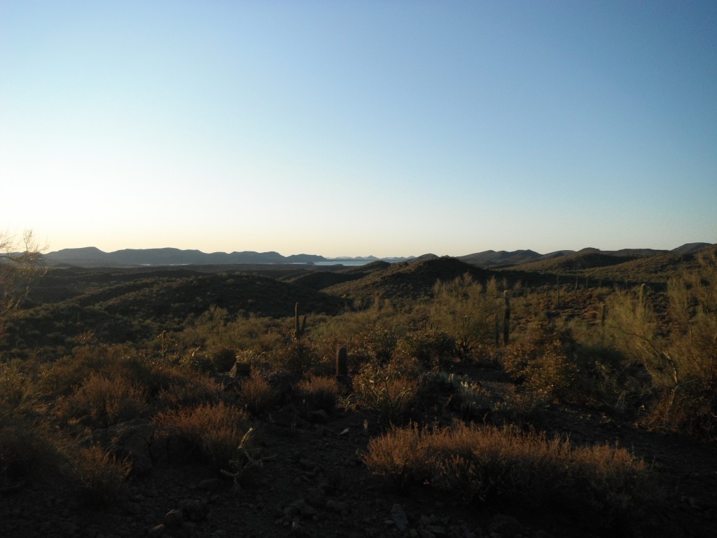 Quail Hunting Morning