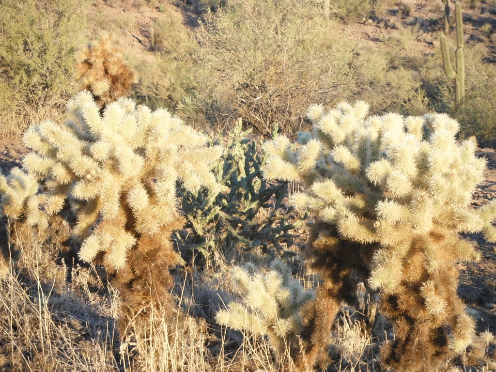 Cholla Cactus