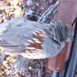 Gambel's Quail - Filson Life