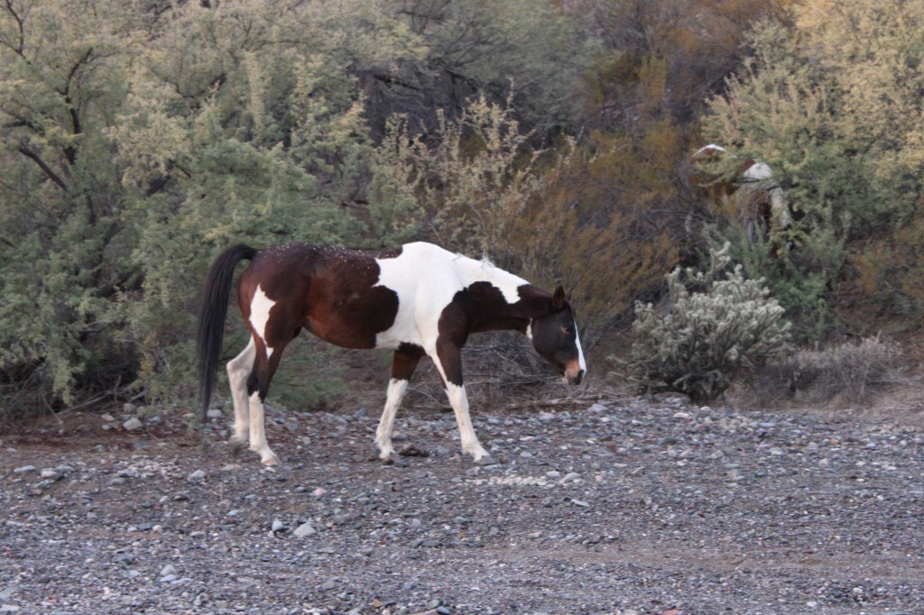 The things you see while quail hunting...