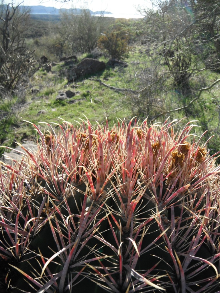 Cactus