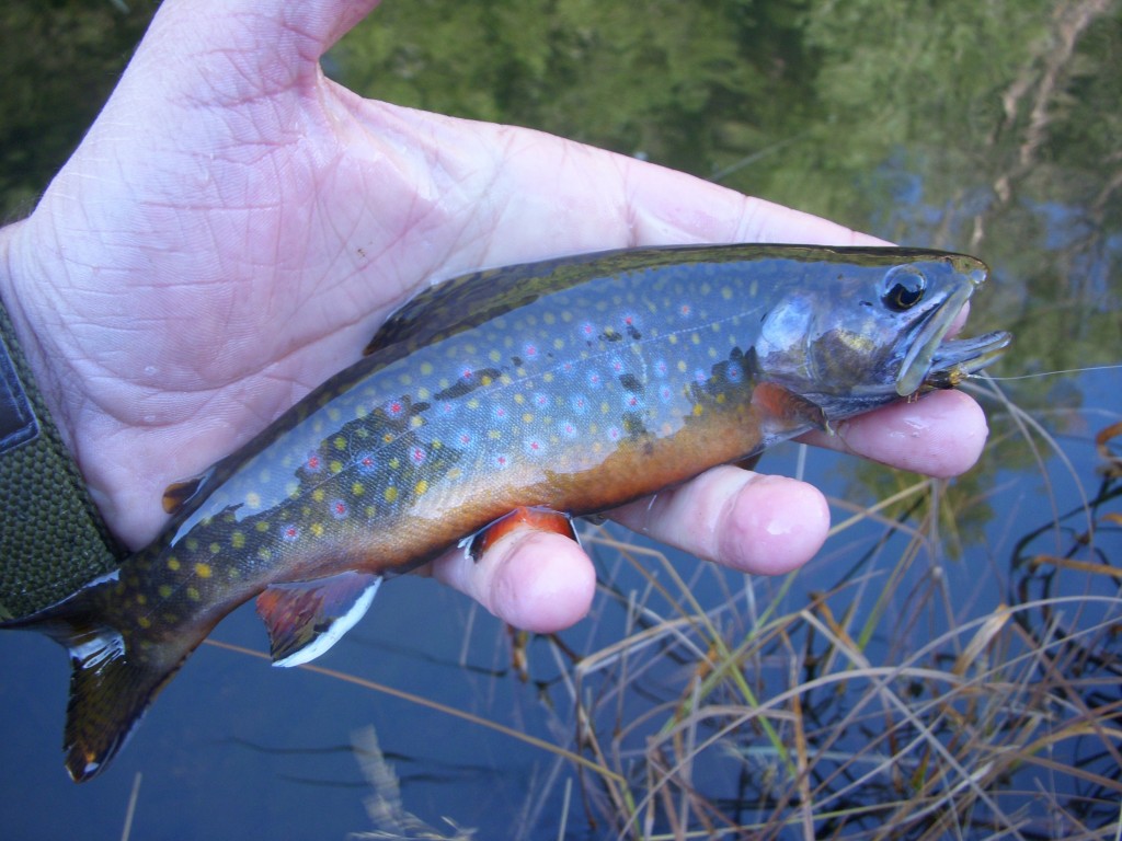 Brook Trout