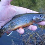 Fall Brookie