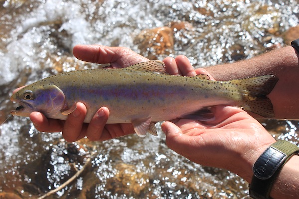 Fly Fishing Arizona: Bright Angel Creek - Arizona WanderingsArizona  Wanderings