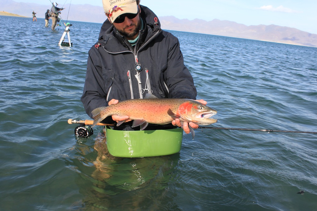 Maholo Midge – UPS  Pyramid Lake Fly Fishing