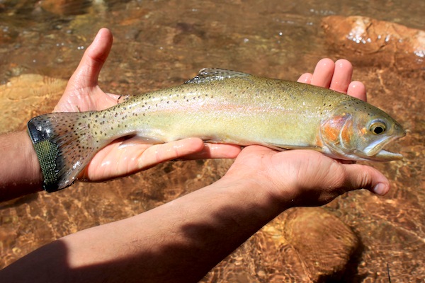 Fly Fishing Arizona: Bright Angel Creek - Arizona WanderingsArizona  Wanderings