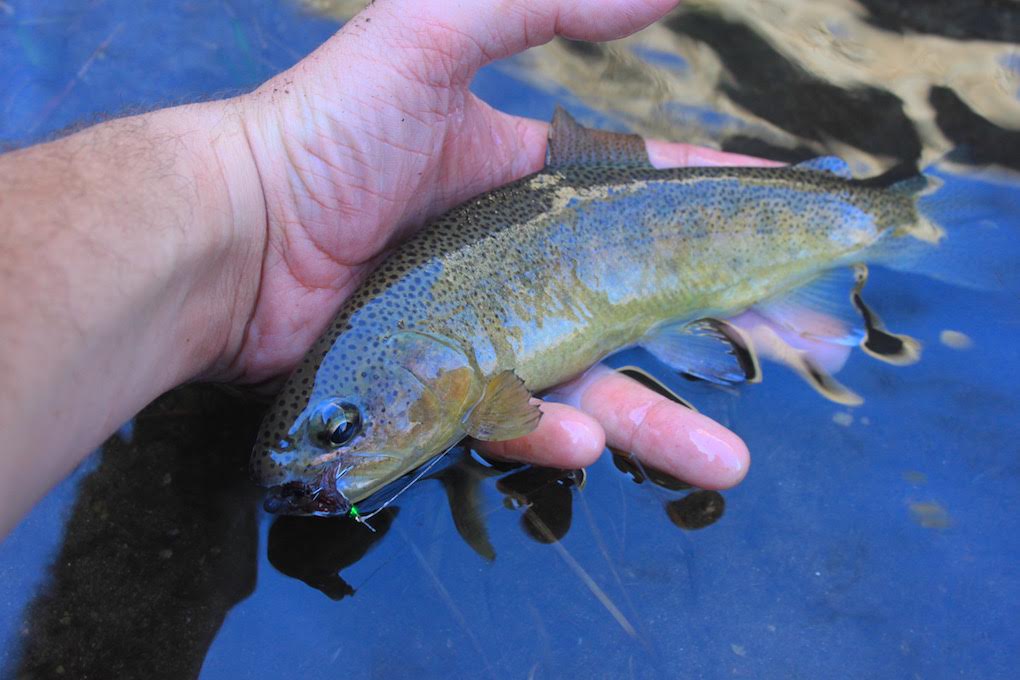 The Slippery Trout: A Fly Fishing Blog: March 2011