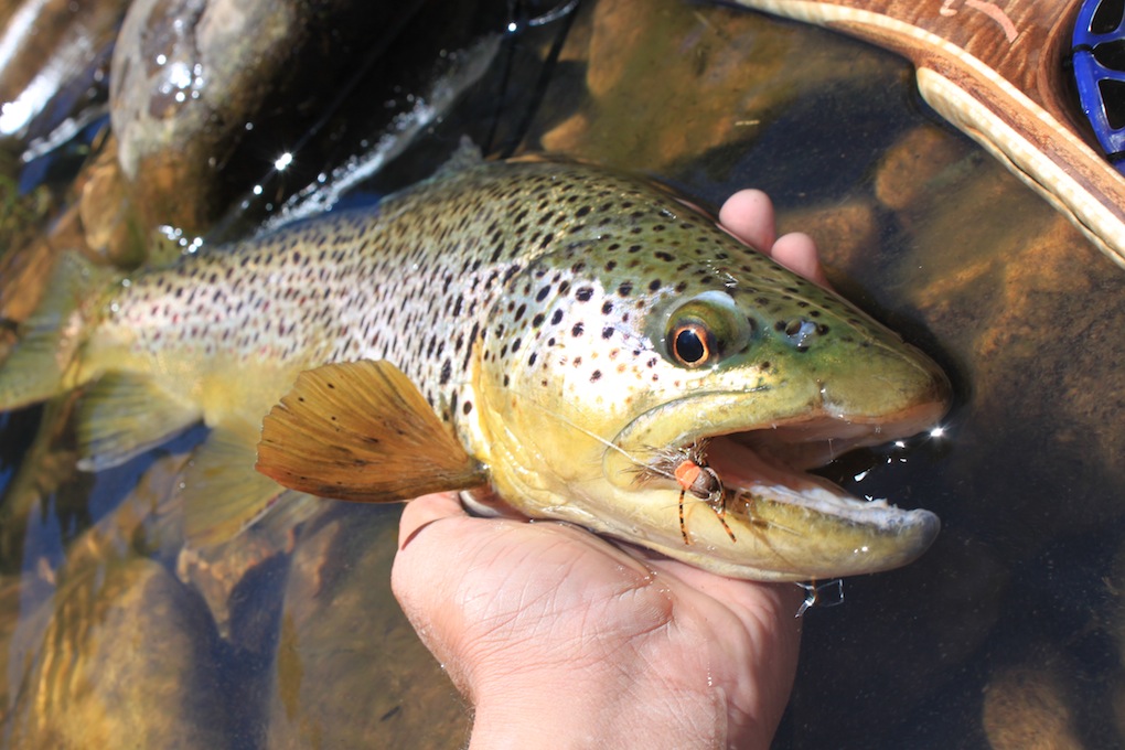 Fly Fishing Arizona - Upper Lake Mary Pike - Arizona WanderingsArizona  Wanderings