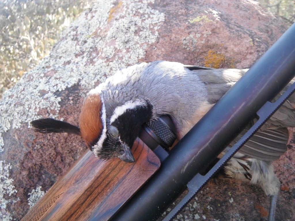 quail hunting