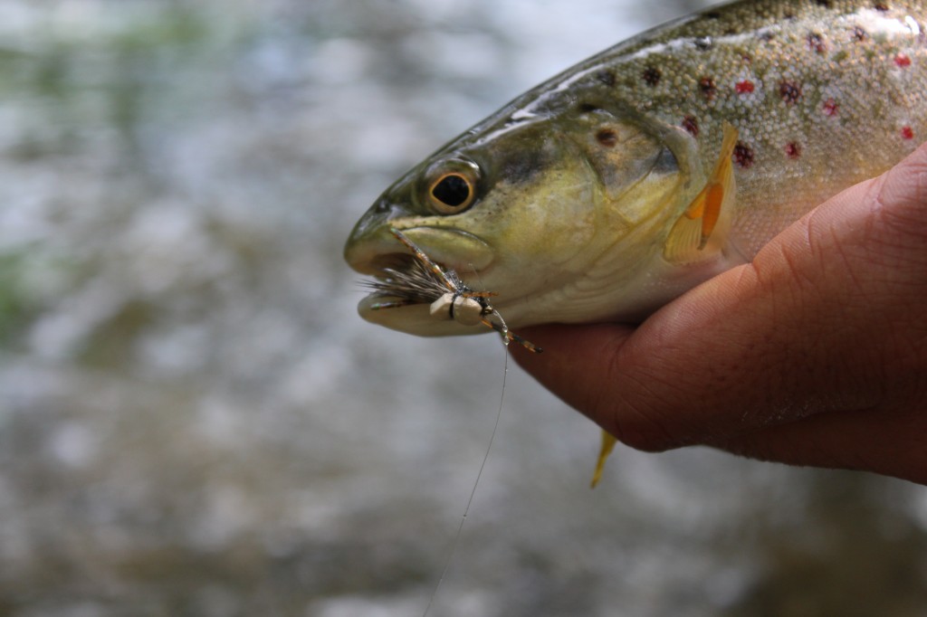 France Fly Fishing