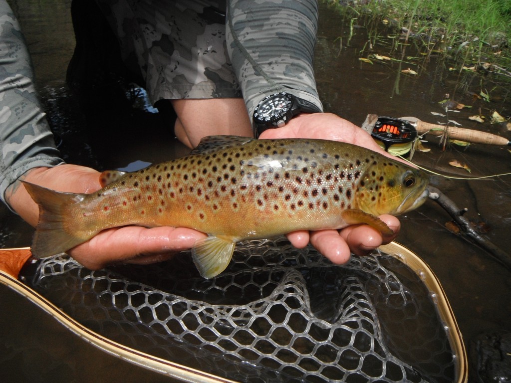 Brown Trout