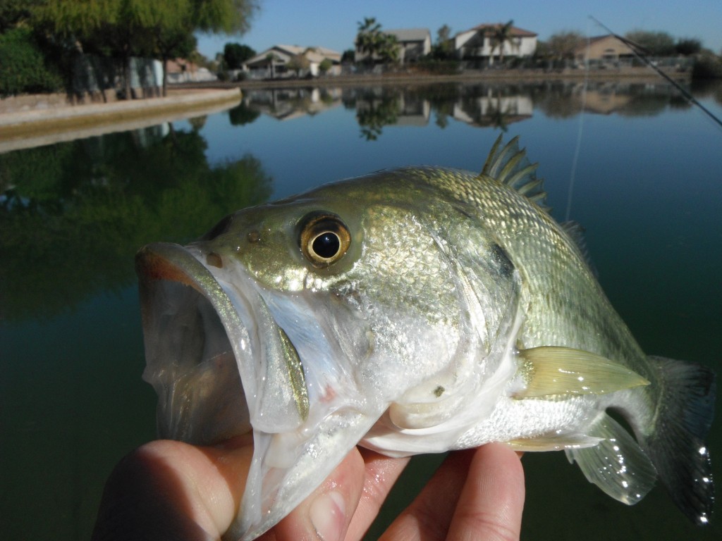 Urban Arizona Bass